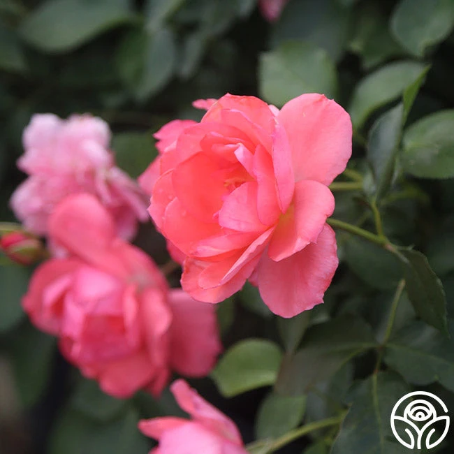 Passionate Kisses® 7 Passionate Kisses® - Image 7