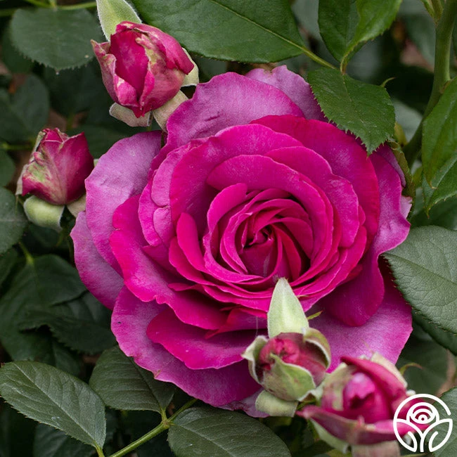 Perfume Factory™ 1 Perfume Factory™