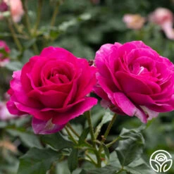 Perfume Factory™ 6 Perfume Factory™ -Precisiom Store Perfume Factory 3