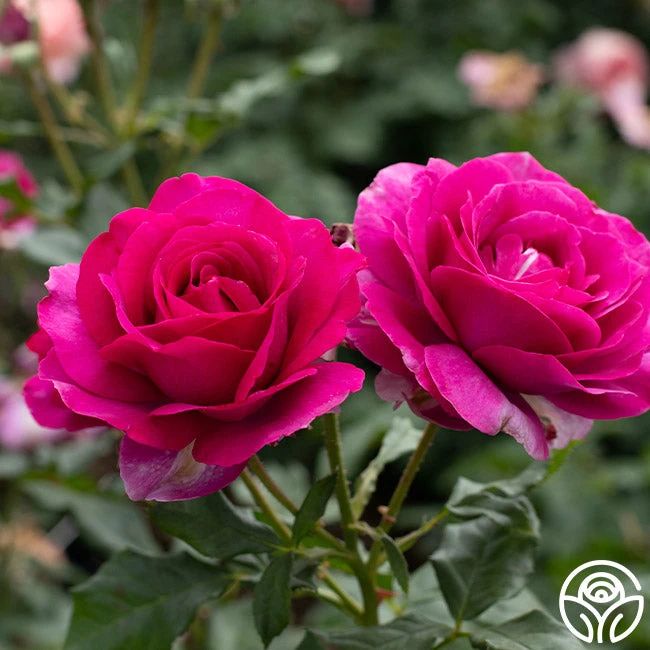 Perfume Factory™ 3 Perfume Factory™ - Image 3