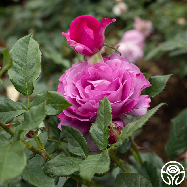 Perfume Factory™ 4 Perfume Factory™ - Image 4