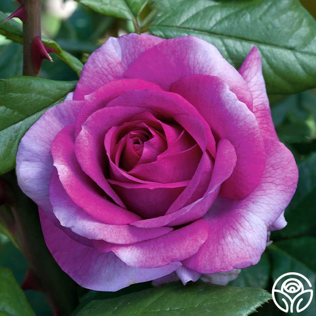 Perfume Factory™ 2 Perfume Factory™ - Image 2