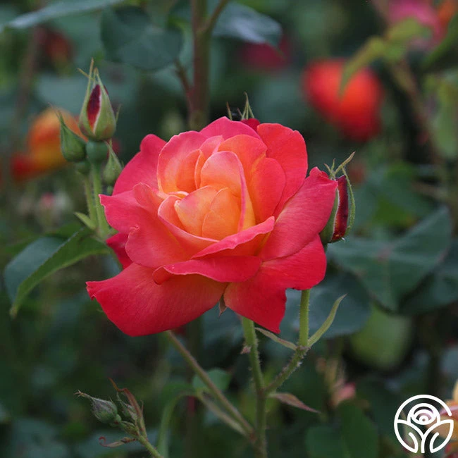 Piñata 3 Piñata - Image 3