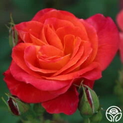 Piñata 13 Piñata -Precisiom Store Pinata 13