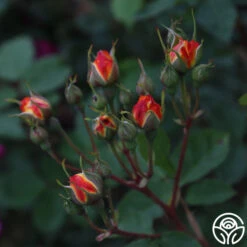 Piñata 12 Piñata -Precisiom Store Pinata 14