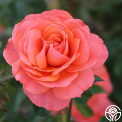 Pink Abundance™ 7 Pink Abundance™ -Precisiom Store Pink Abundance 103