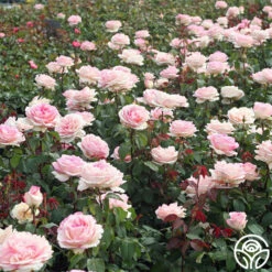 Eleganza® Pink Enchantment® -Precisiom Store Pink Enchantment 11