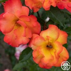 Playboy® 18 Playboy® -Precisiom Store PlayBoy 11