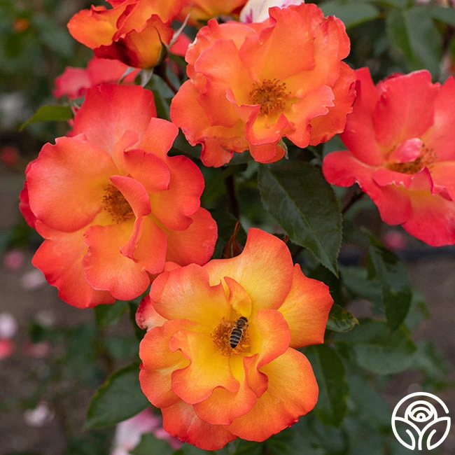 Playboy® 4 Playboy® - Image 4