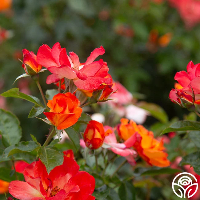 Playboy® 12 Playboy® - Image 12