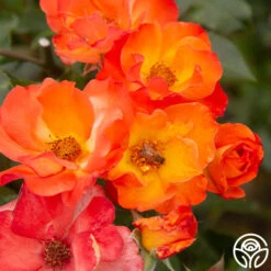 Playboy® 14 Playboy® -Precisiom Store PlayBoy 17