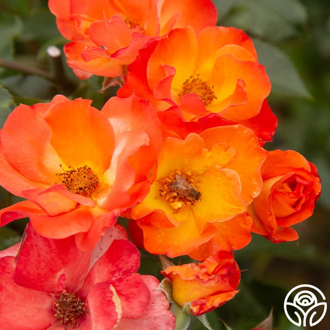 Playboy® 3 Playboy® - Image 3