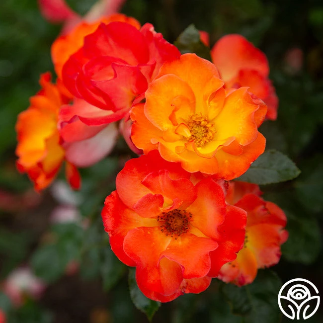 Playboy® 1 Playboy®