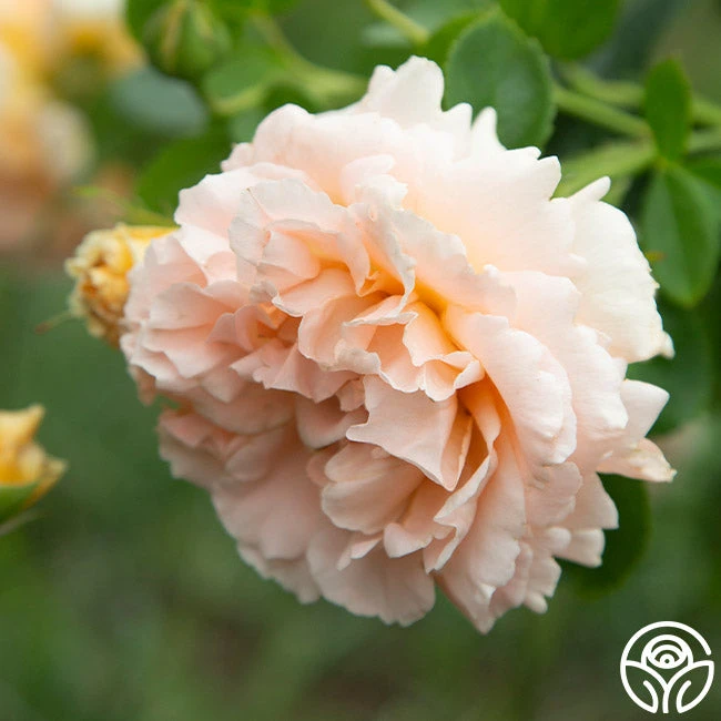 Polka® 5 Polka® - Image 5