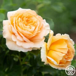 Polka® 22 Polka® -Precisiom Store Polka 12