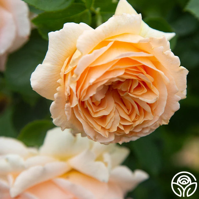 Polka® 8 Polka® - Image 8