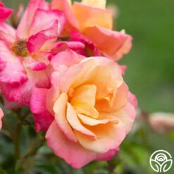 Polynesian Punch™ -Precisiom Store Polynesian Punch 111