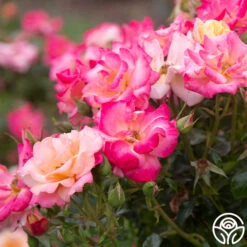 Polynesian Punch™ -Precisiom Store Polynesian Punch 113