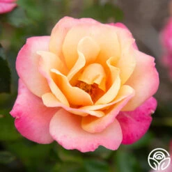 Polynesian Punch™ -Precisiom Store Polynesian Punch 116