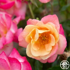 Polynesian Punch™ -Precisiom Store Polynesian Punch 117