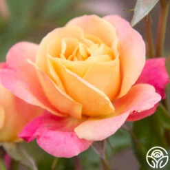 Polynesian Punch™ -Precisiom Store Polynesian Punch 200