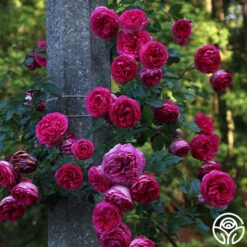 Pretty In Pink Eden Climber® 7 Pretty In Pink Eden Climber® -Precisiom Store Pretty In Pink Eden Climber 1