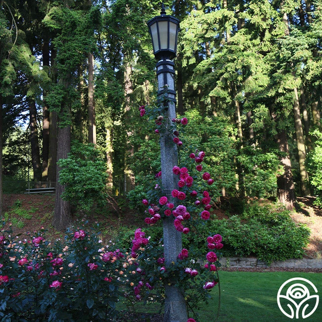 Pretty In Pink Eden Climber® 5 Pretty In Pink Eden Climber® - Image 5