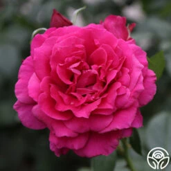 New Release 5 Pretty Lady Rose™