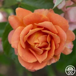 Pumpkin Patch™ -Precisiom Store PumpkinPatch 22