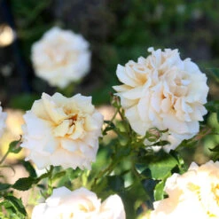 Pure Gold™ 19 Pure Gold™ -Precisiom Store Pure Gold 12