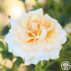 Pure Gold™ 13 Pure Gold™ -Precisiom Store Pure Gold 15