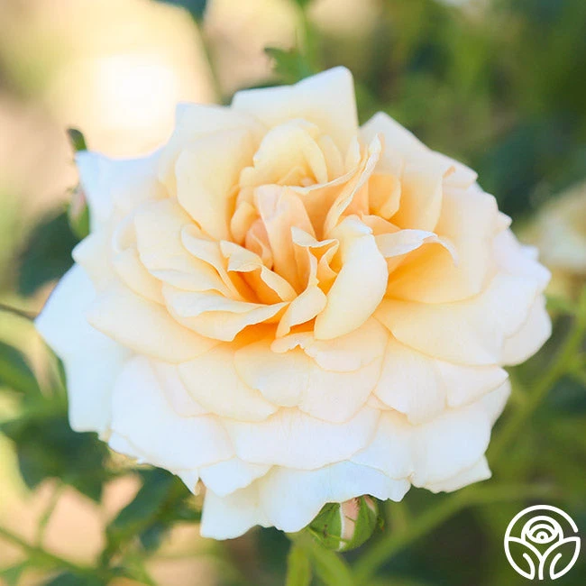 Pure Gold™ 3 Pure Gold™ - Image 3