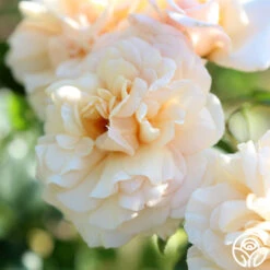 Pure Gold™ 20 Pure Gold™ -Precisiom Store Pure Gold 174