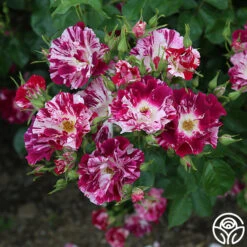 Purple Splash 14 Purple Splash -Precisiom Store Purple Splash 11