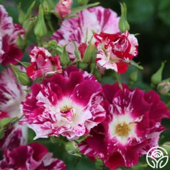 Purple Splash 19 Purple Splash -Precisiom Store Purple Splash 14