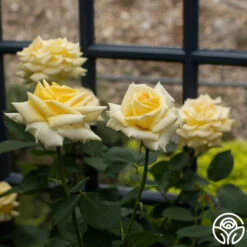 Robert Bruce 13 Robert Bruce -Precisiom Store Robert Bruce 11