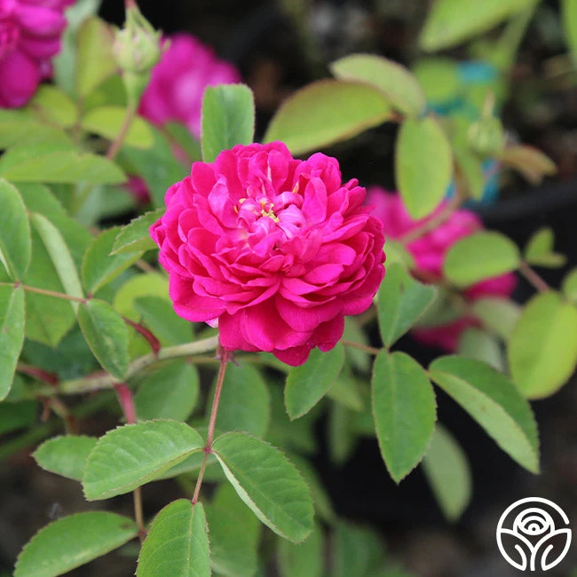 Rose De Rescht 9 Rose De Rescht - Image 9