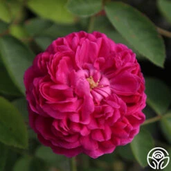 Rose De Rescht 12 Rose De Rescht -Precisiom Store Rose de Rescht 04