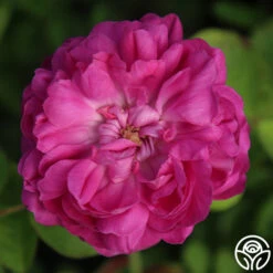 Rose De Rescht 16 Rose De Rescht -Precisiom Store Rose de Rescht 05