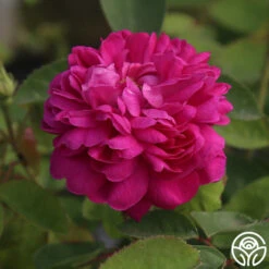 Rose De Rescht 15 Rose De Rescht -Precisiom Store Rose de Rescht 02