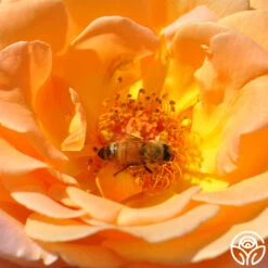 Rosemary Harkness™ 18 Rosemary Harkness™ -Precisiom Store Rosemary Harkness 12