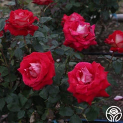 Rosie O'Donnell -Precisiom Store Rosie O Donnell