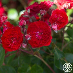 Veranda® Roxanne -Precisiom Store Roxanne veranda 14