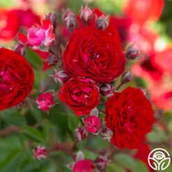 Veranda® Roxanne -Precisiom Store Roxanne veranda 17