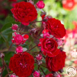 Veranda® Roxanne -Precisiom Store Roxanne veranda 188