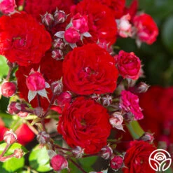 Veranda® Roxanne -Precisiom Store Roxanne veranda 19