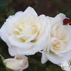 Saratoga 8 Saratoga -Precisiom Store Saratoga 13