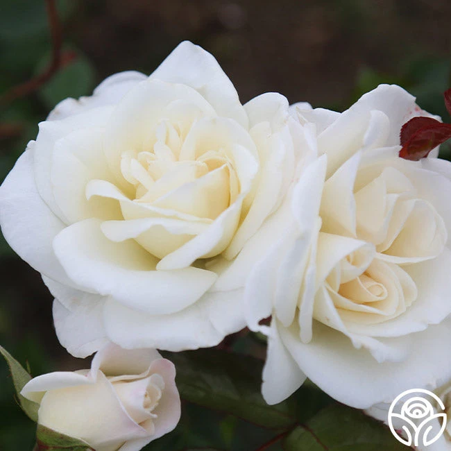 Saratoga 3 Saratoga - Image 3