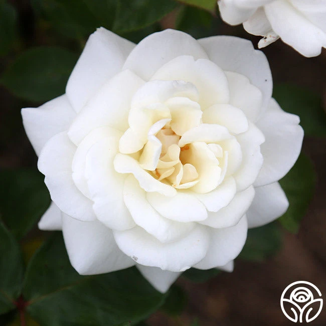 Saratoga 2 Saratoga - Image 2