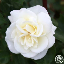 Saratoga 9 Saratoga -Precisiom Store Saratoga 16